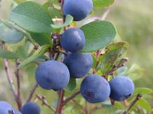 Chinese blueberry extract