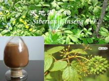 39432-56-9 Siberian Ginseng P.E.