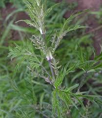  Nettle  Extract