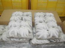Frozen Octopus