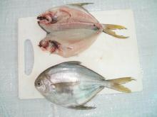  frozen  wr butter  fish (white pomfret)