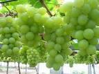  Grape   seed  extract