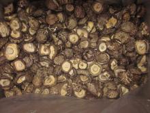 brown flower mushroom