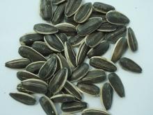 Black sunflower seeds
