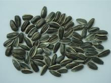 Sunflower seeds 5009
