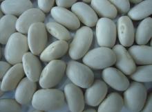 Medium white Kidney Bean