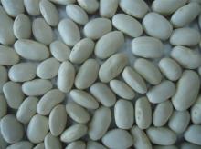 lager  long   white   kidney   bean 