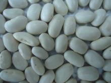 white kidney bean (Medium type)