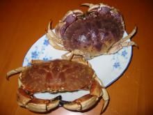 stone crab