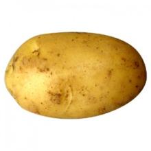 Fresh Potato