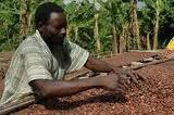 roasted cocoa