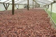 Dried cocoa
