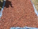 arabica cocoa