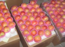 Fresh  Red   Gala  Apple (2011 new crop)