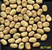 Dry  fava  bean