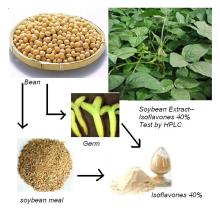  Soybean  extract  Soybean   isoflavone s  40 % HPLC