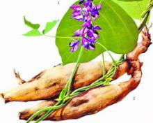  Pueraria   Extract   Powder 