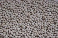Navy Bean