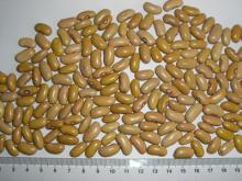 yellow kidney bean,