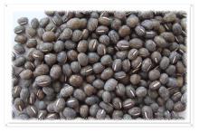  grey  bean
