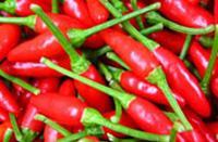 Vietnamese  fresh   chilli 