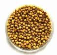 RAPESEED