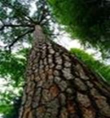  Pine   Bark  Extract