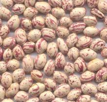 round light speckled kidney beans