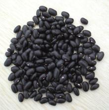 black kidney bean