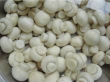 White Mushroom,champignon,fresh mushroom
