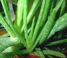 Aloe  Vera  Extract