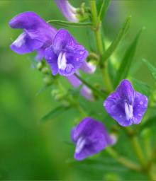 Daicalin Skullcap P.E.