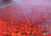  HACCP   tomato   paste 