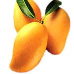 Kesar Mango Pulp