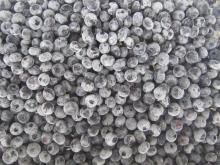 IQF blueberry