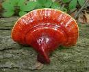 Red Reishi Mushroom Extract