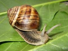 Snails (Helix Aspersa Maxima)
