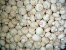 IQF mushroom- frozen mushroom