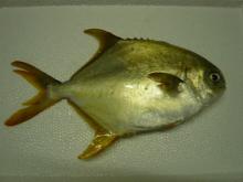 GOLDEN POMFRET