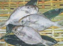  frozen   butterfish 