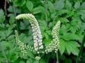 Black Cohosh Extract