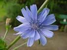 Chicory Root Extract