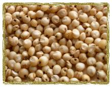sorghum