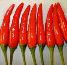 Chaotian chilli
