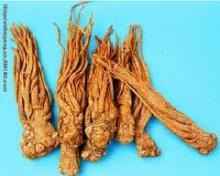  Dong   Quai  Extract