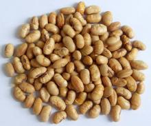 Roasted Yellow Soybean