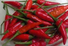 fresh red chilli