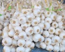 fresh white garlic