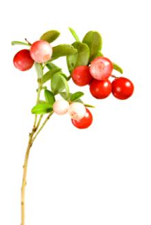 Cranberry Powder, Extract, Concentrate, Freeze Dried, Juice Powder, Fruit Powder