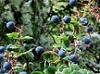 Maqui Berry Powder, Extract, Concentrate, Juice Powder, Fruit Powder, Organic, Freeze Dried